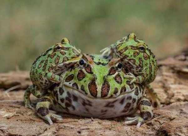 青蛙妈妈带宝宝"叠罗汉"