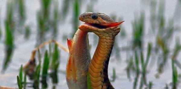 老人湖边拍景看到惊人一幕