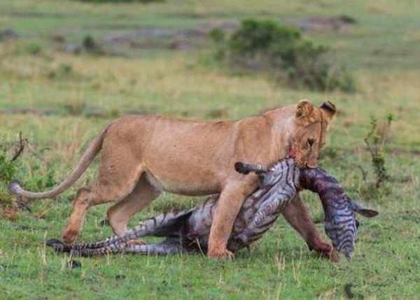 母狮扑杀猎物后做了一件事